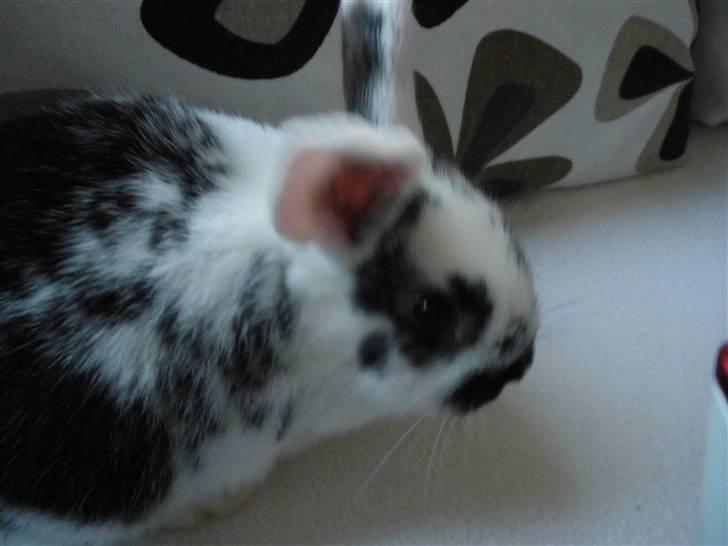 Kanin Soleima Solgt :'( billede 3