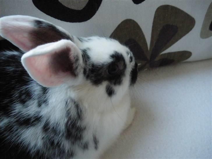 Kanin Soleima Solgt :'( billede 4