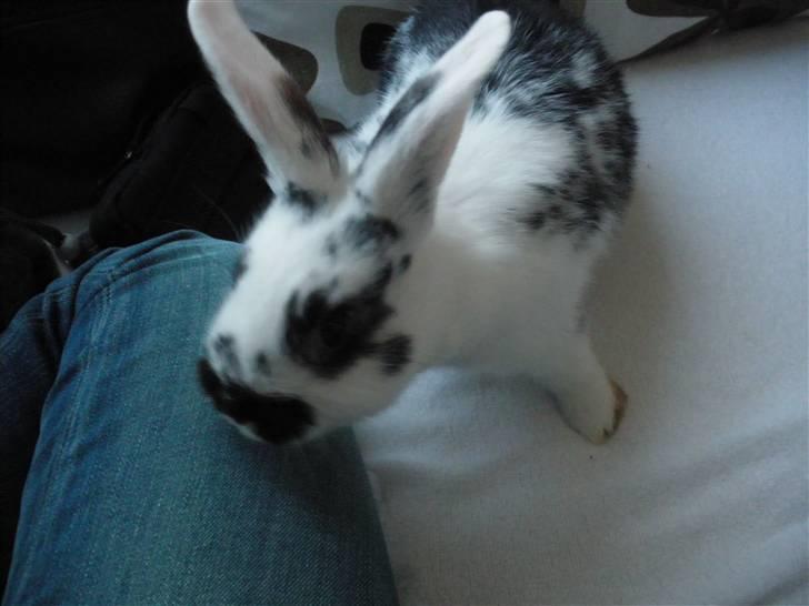 Kanin Soleima Solgt :'( billede 5