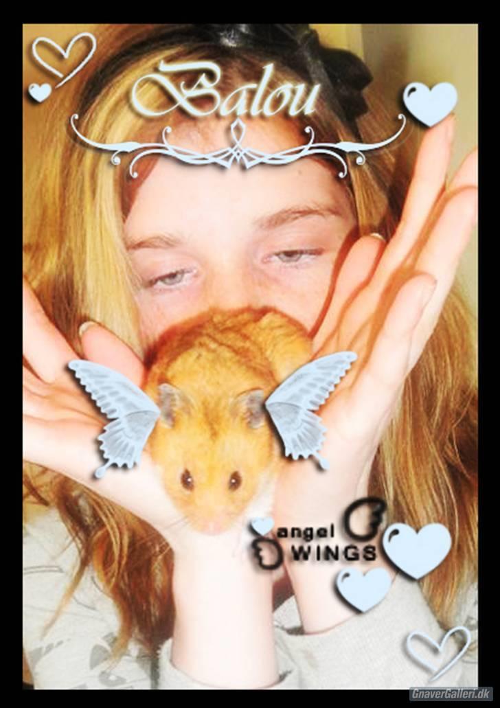 Hamster Balou - R.I.P † - Nr. 13 | smukt billed xD | Lavet af Sandra A| hun er mega syg til at lave billeder !!! (: <3 billede 13