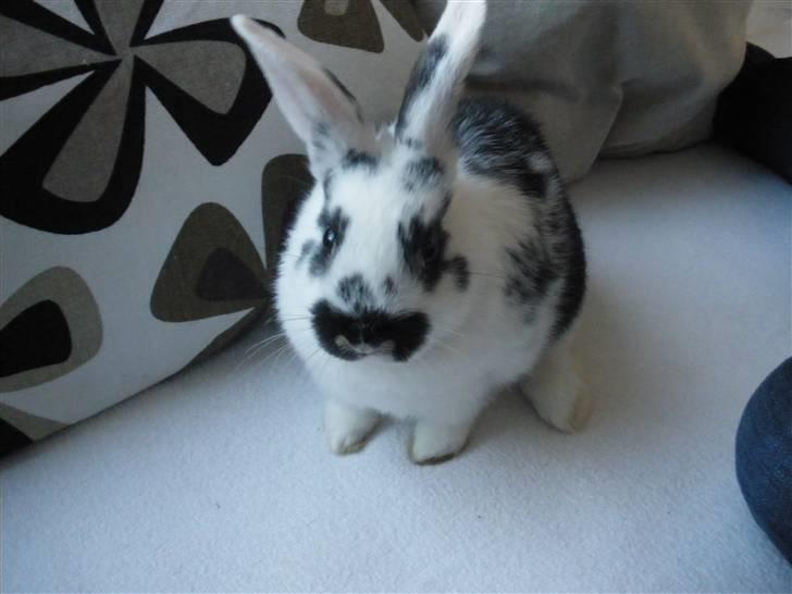 Kanin Soleima Solgt :'( billede 6