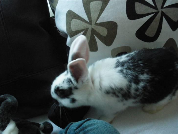 Kanin Soleima Solgt :'( billede 7