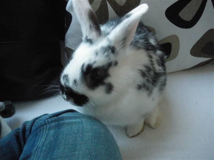 Kanin Soleima Solgt :'( billede 8