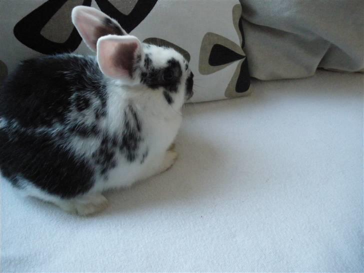 Kanin Soleima Solgt :'( billede 9