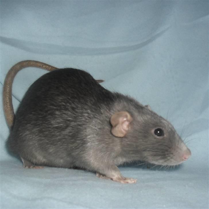 Tamrotte INC Dulce de Leche billede 7