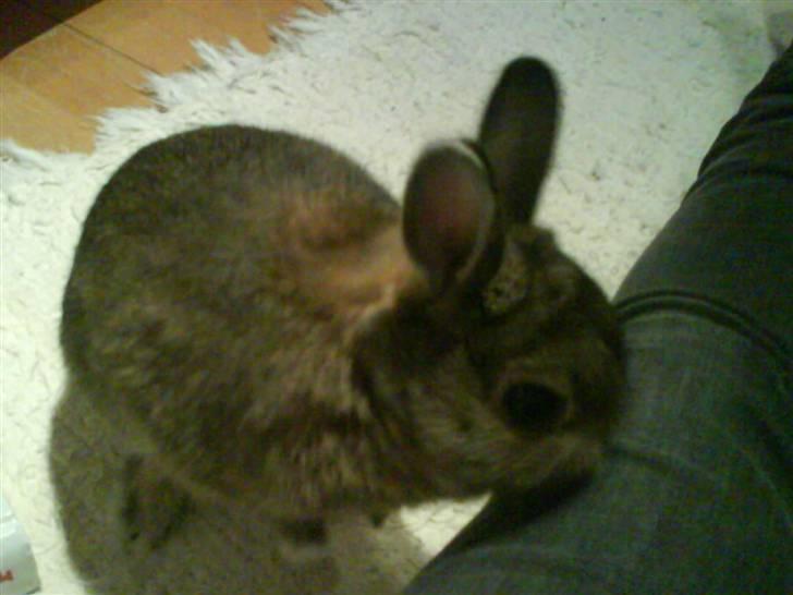 Kanin Asta - Velkommen til Astas profil:D billede 1