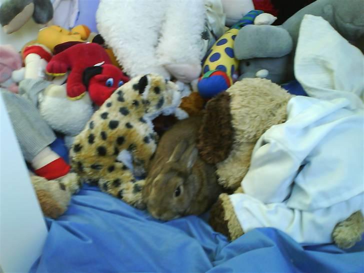 Kanin Asta - Asta i ly mellem søsters mange bamser:D billede 2