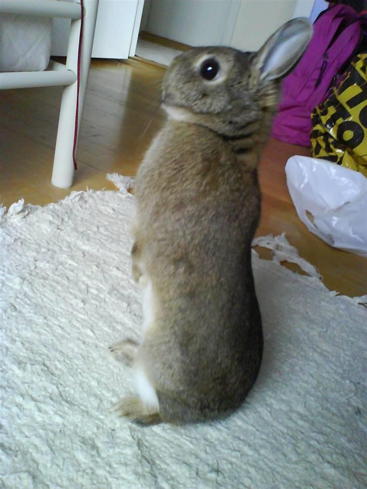 Kanin Asta - Asta op og stå på bagbenene, der sket vist noget meget spændende:D billede 3