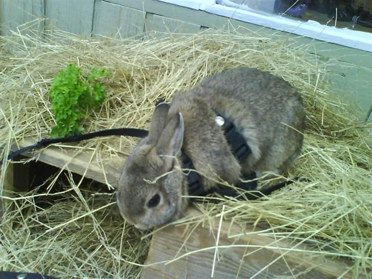 Kanin Asta - Asta hygger mens vi skifter bur...:) Uhada, der langt ned, hva?;) billede 4