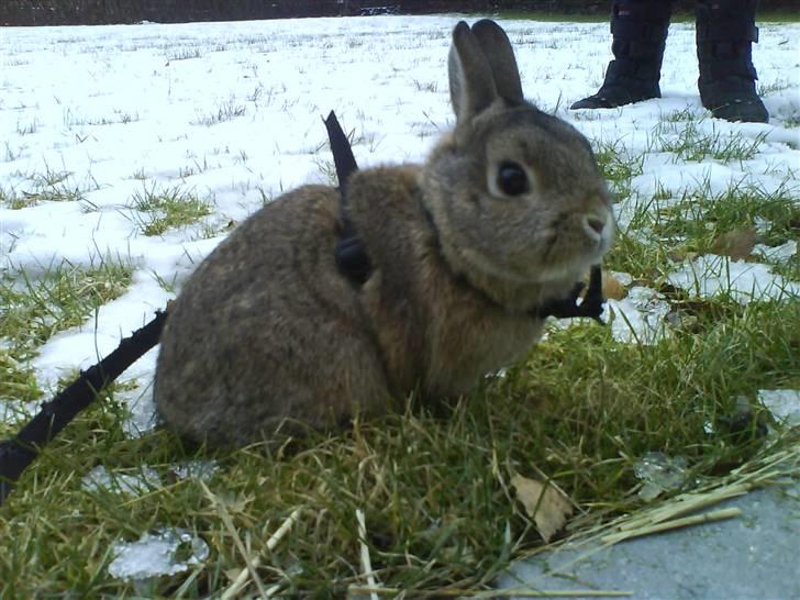Kanin Asta - Asta på tur i vinterkulden.. Brrr, det koldt;) billede 5