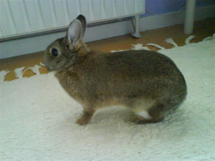 Kanin Asta - Asta med et af sine fotogene øjeblikke:D billede 6