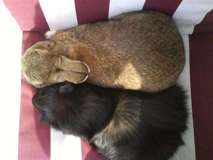 Kanin Asta - Asta ved siden af vores gamle marsvin:D billede 7