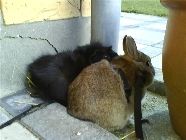 Kanin Asta - De var uadskillige:D billede 8