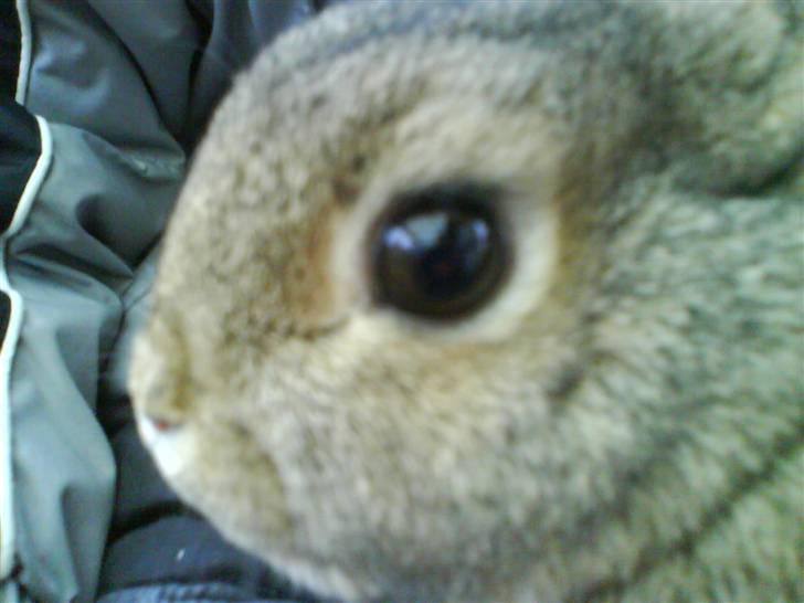 Kanin Asta - :-) billede 9