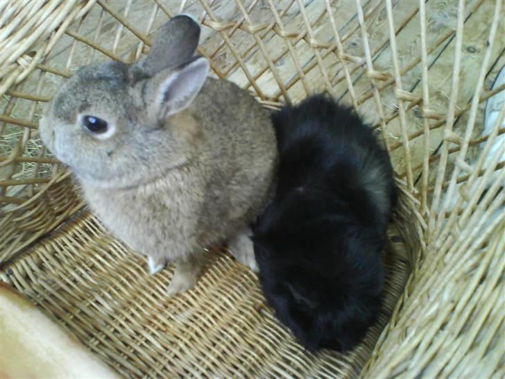 Kanin Asta - De to uadskillige i en stol:D billede 10