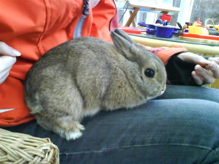 Kanin Asta - På vej til at blive vinterfed:D billede 11
