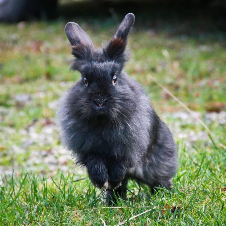 Kanin Frøken Kanin - Her kommer jeg ! billede 1