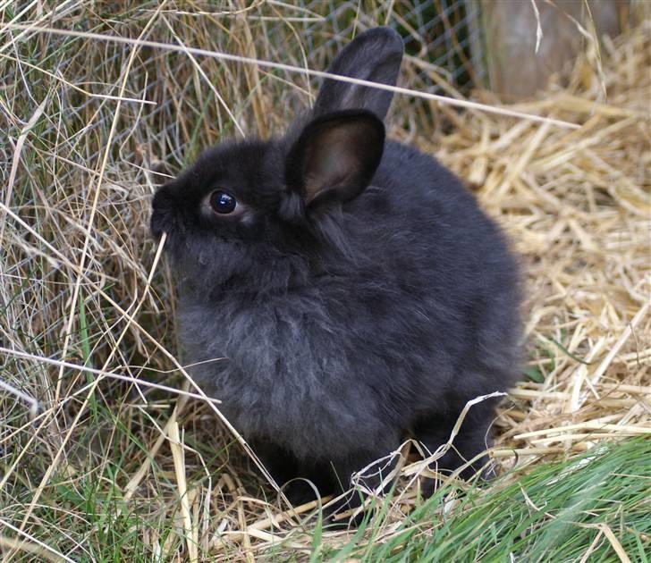 Kanin Frøken Kanin billede 2