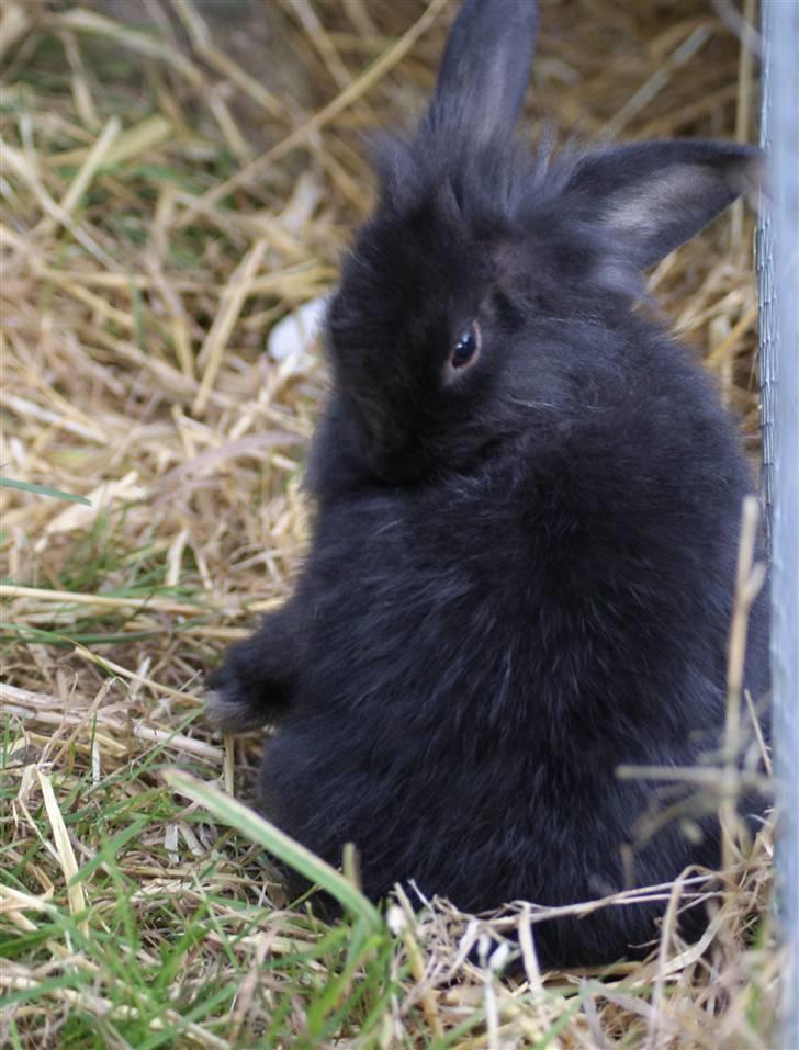 Kanin Frøken Kanin billede 3