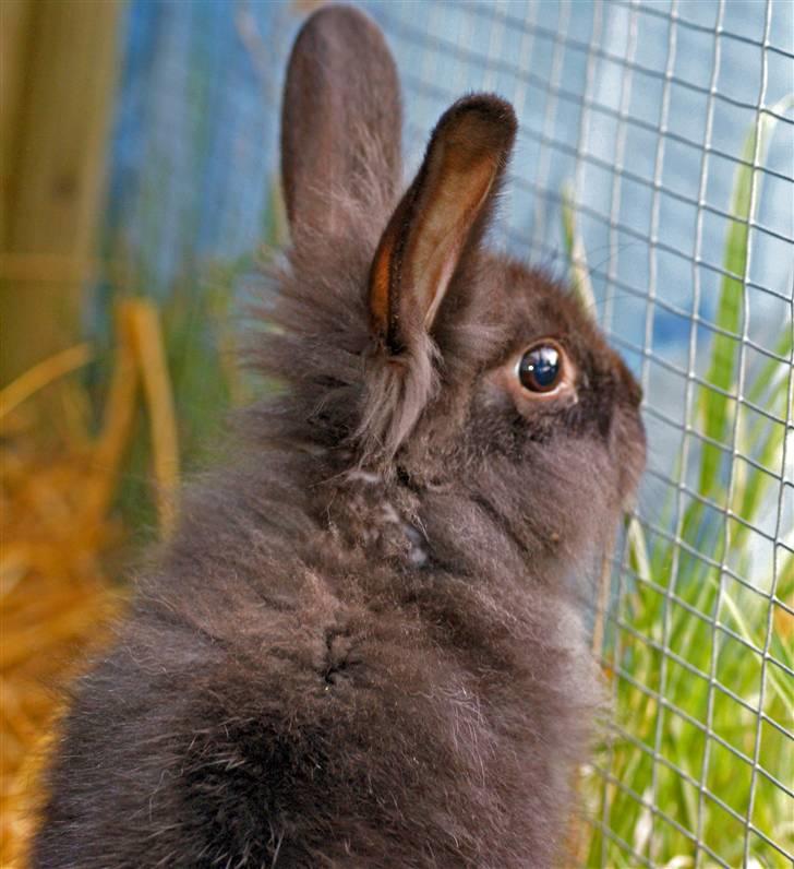 Kanin Frøken Kanin billede 4