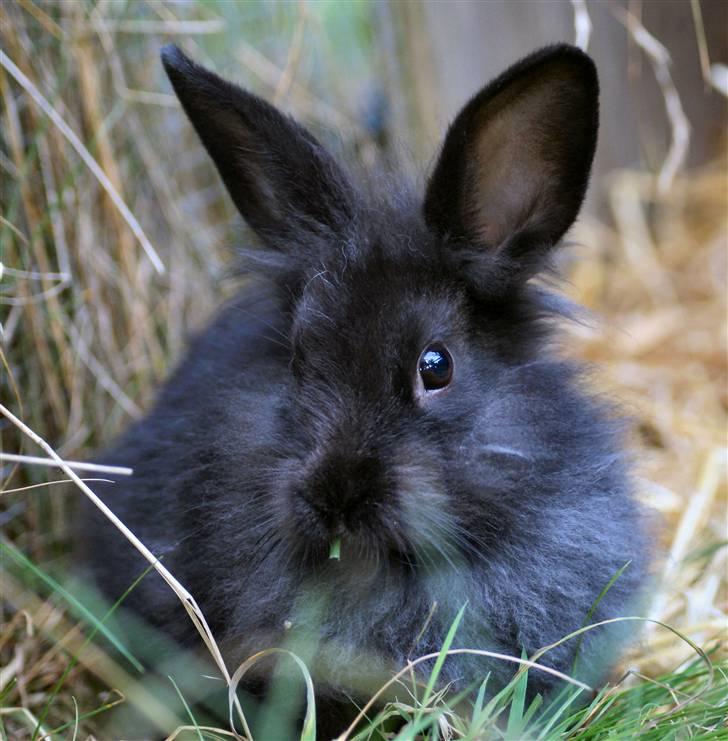 Kanin Frøken Kanin billede 5