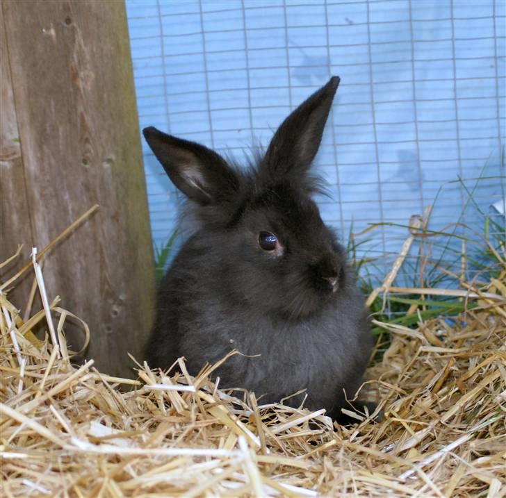 Kanin Frøken Kanin billede 6