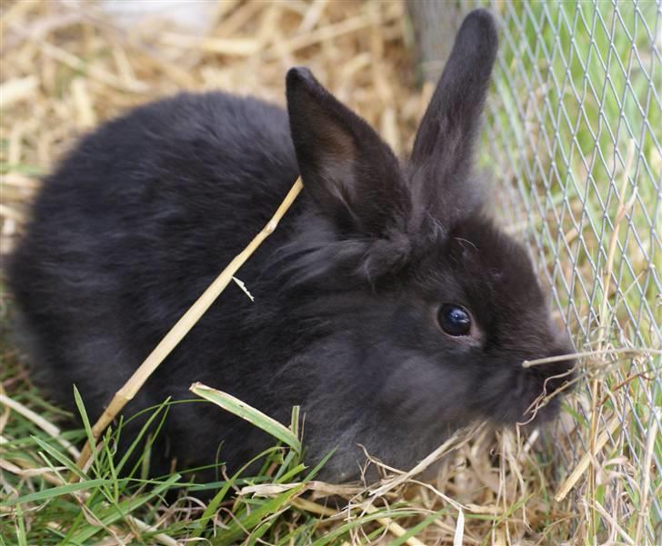 Kanin Frøken Kanin billede 7