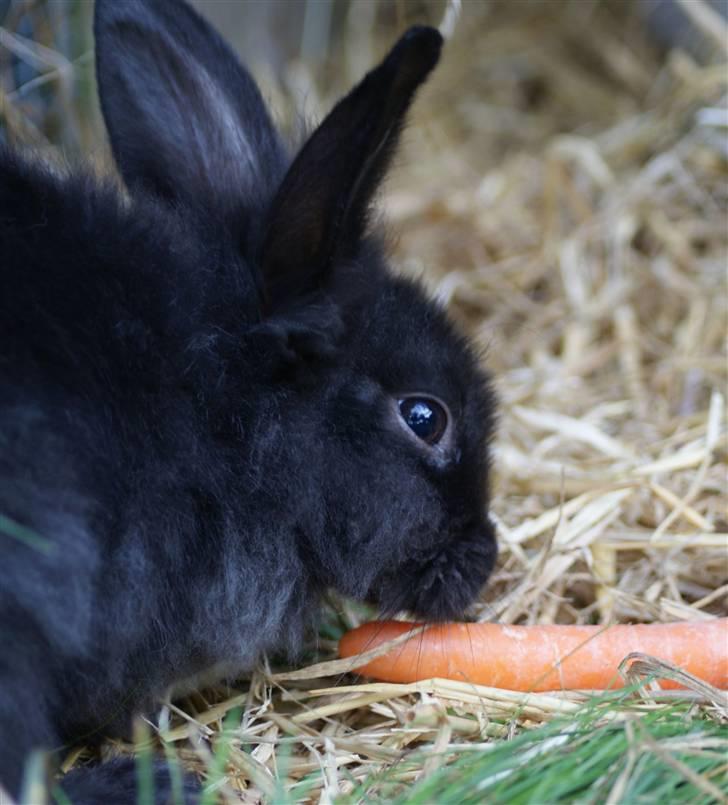 Kanin Frøken Kanin billede 8