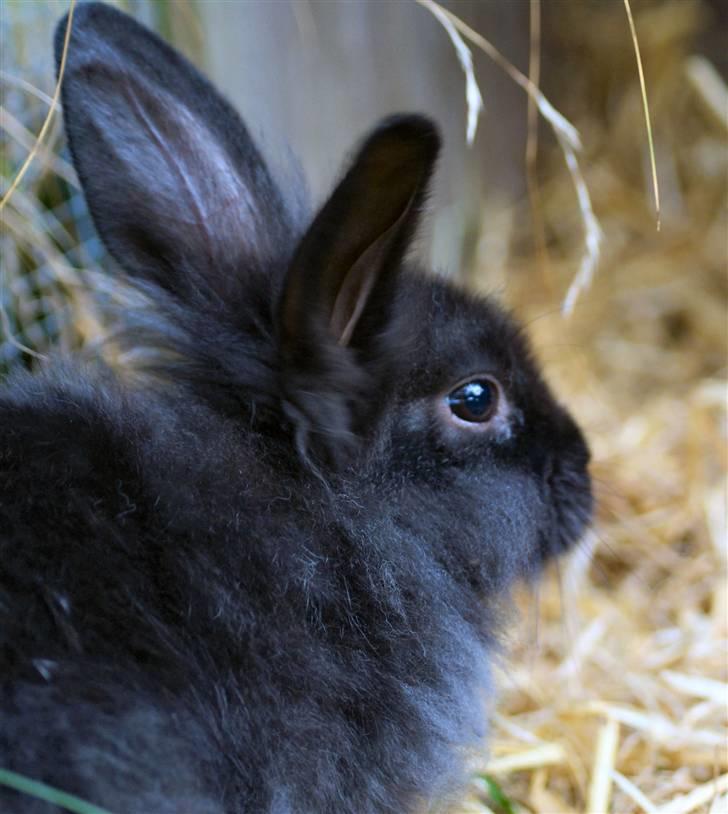 Kanin Frøken Kanin billede 9