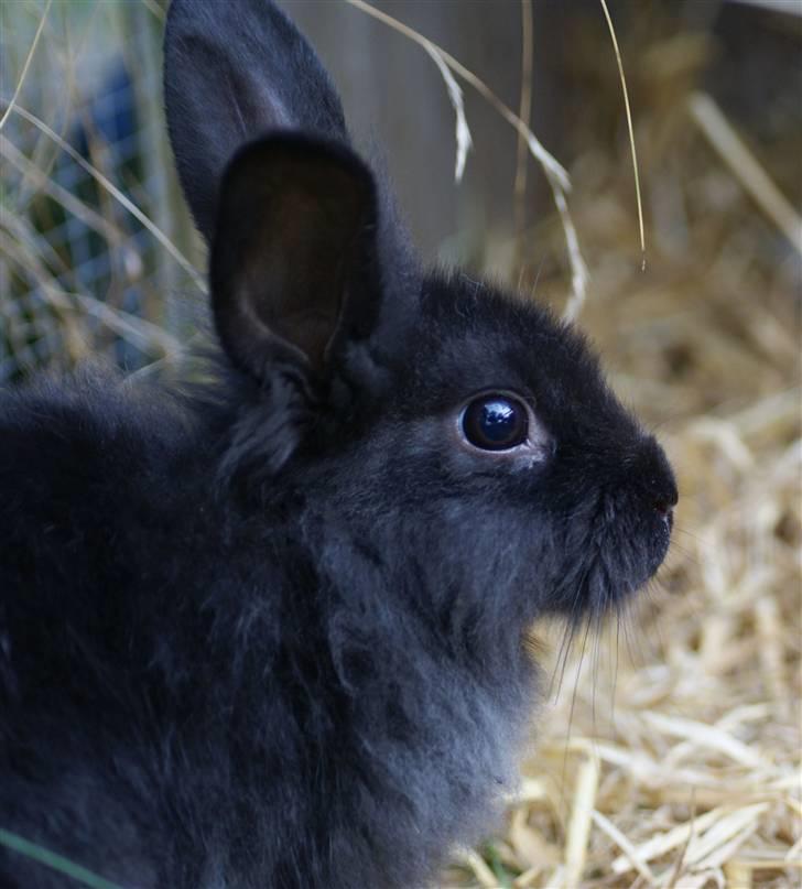 Kanin Frøken Kanin billede 10