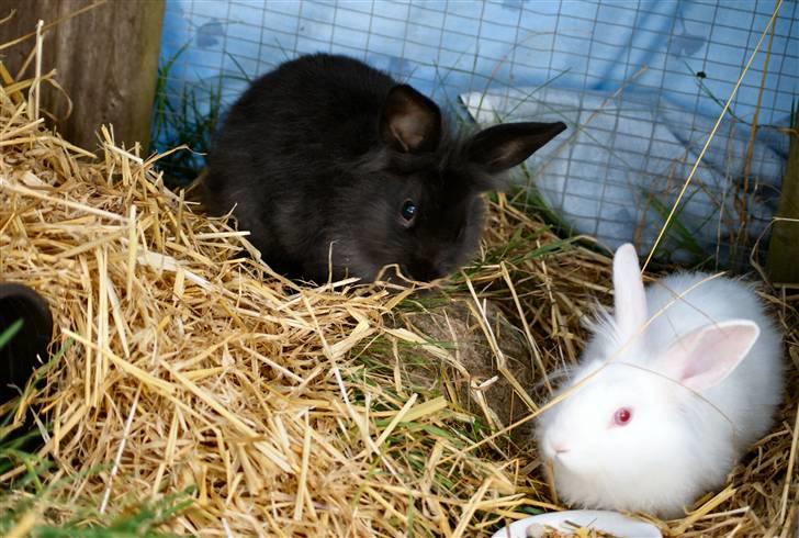 Kanin Frøken Kanin - Mig og min søster billede 11