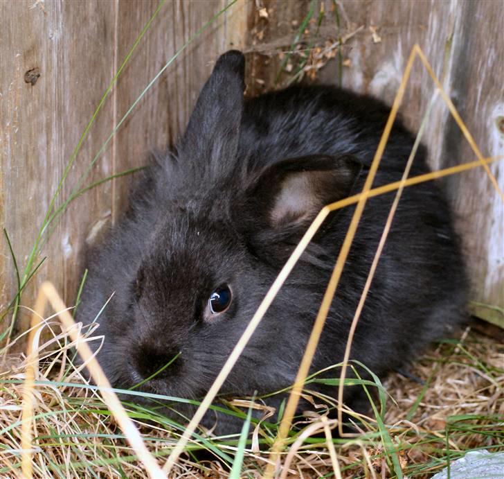 Kanin Frøken Kanin - Her er jeg lige fanget, og jeg er meget bange billede 12