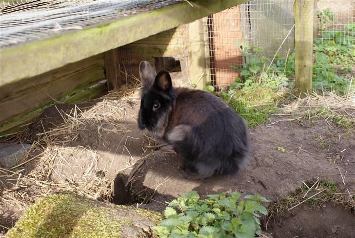 Kanin Frøken Kanin billede 13