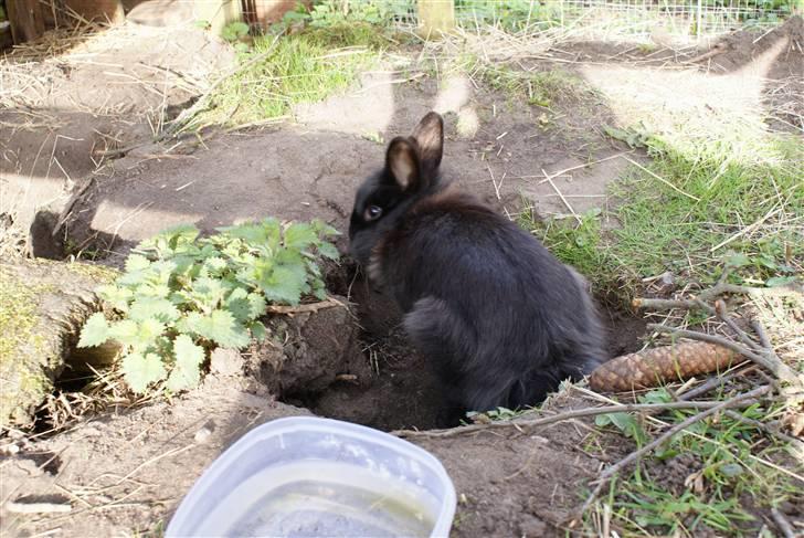 Kanin Frøken Kanin billede 14