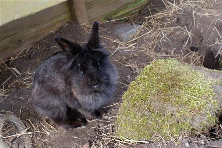 Kanin Frøken Kanin billede 15