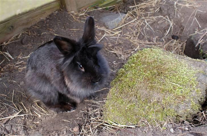 Kanin Frøken Kanin billede 16