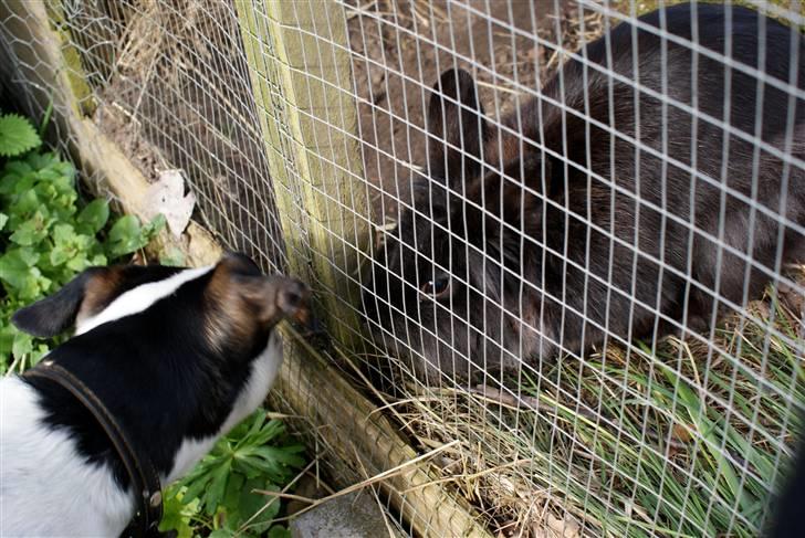 Kanin Frøken Kanin - Mig og min hundeveninde billede 17