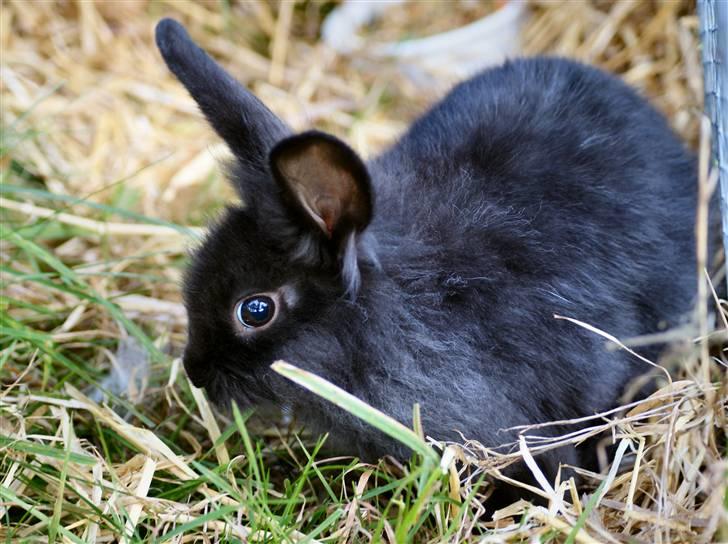Kanin Frøken Kanin billede 18