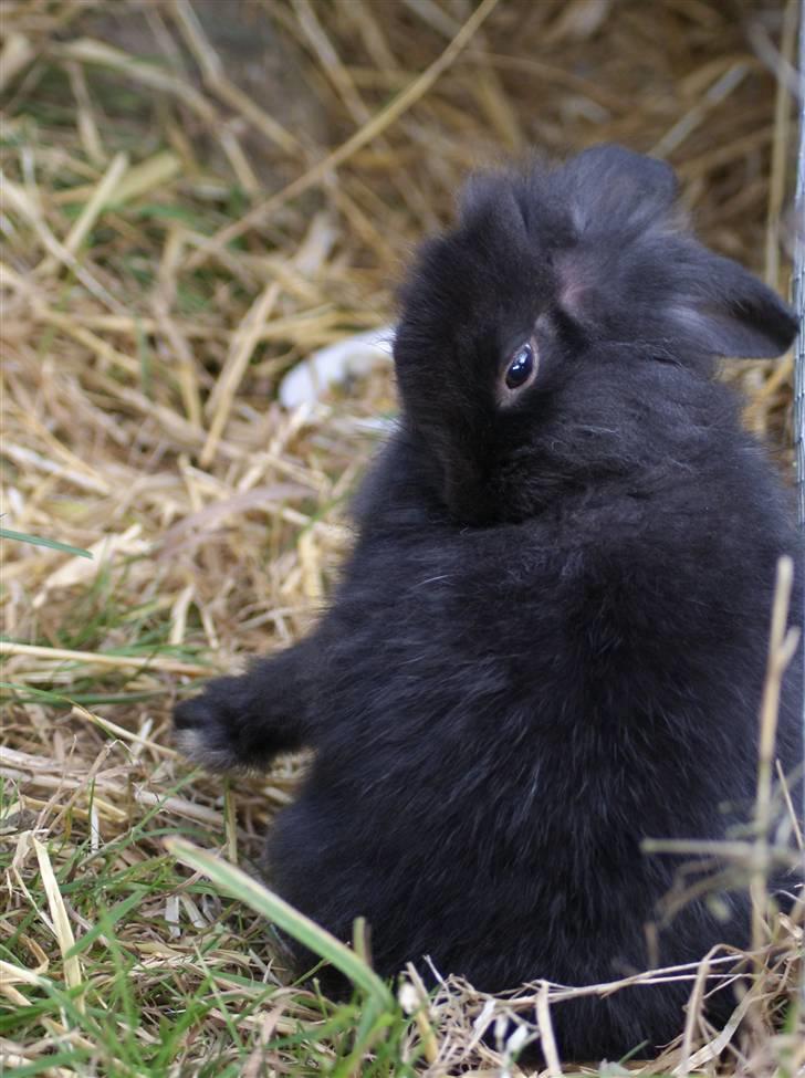 Kanin Frøken Kanin billede 19