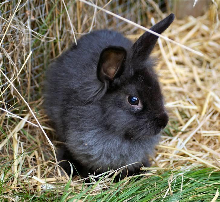 Kanin Frøken Kanin billede 20