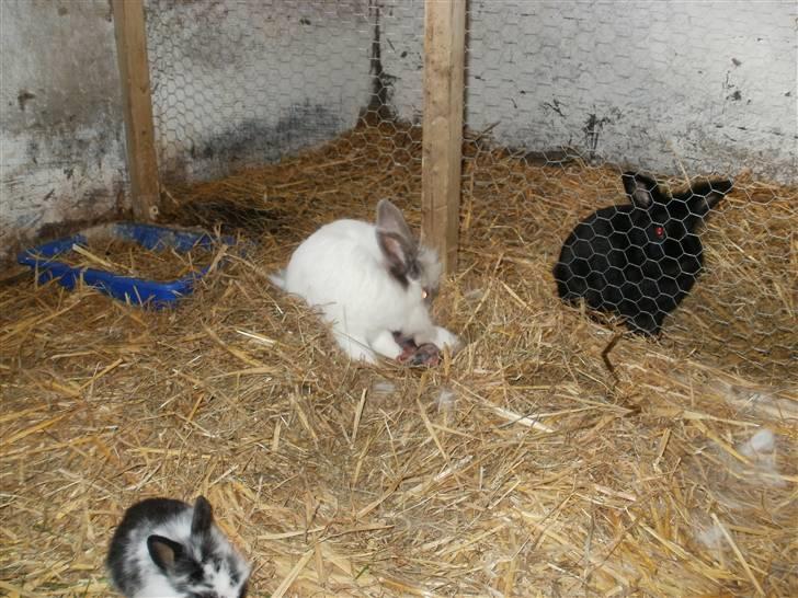 Kanin Snehvide billede 6