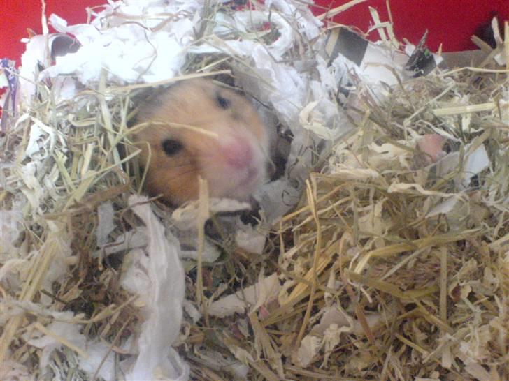 Hamster Herman billede 1