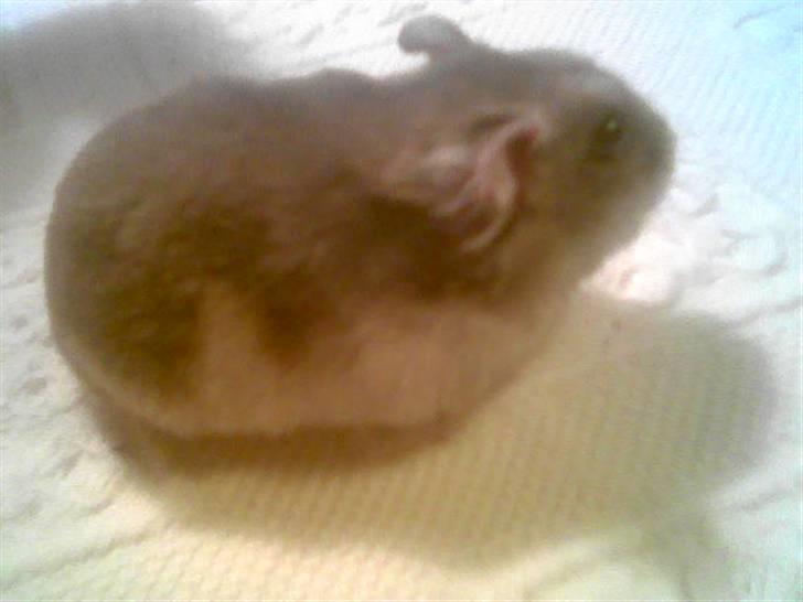 Dværghamster Silke - Silke billede 1