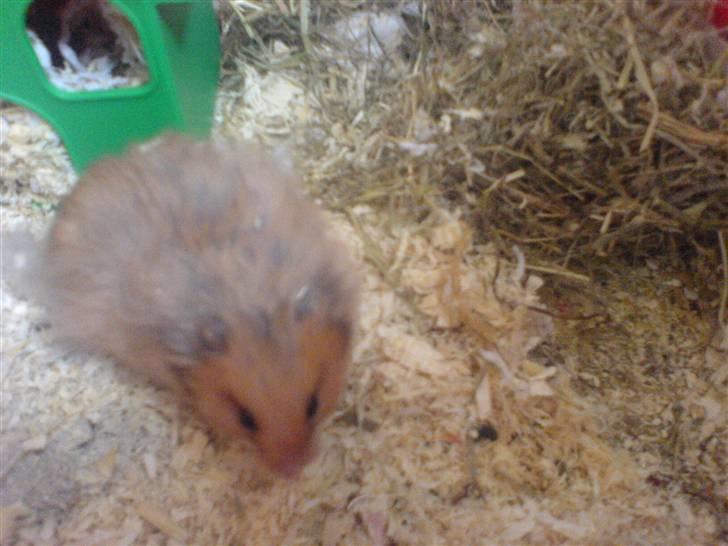 Hamster Loppe - Loppe billede 1