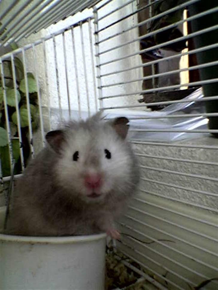 Hamster Killer - Killer billede 1