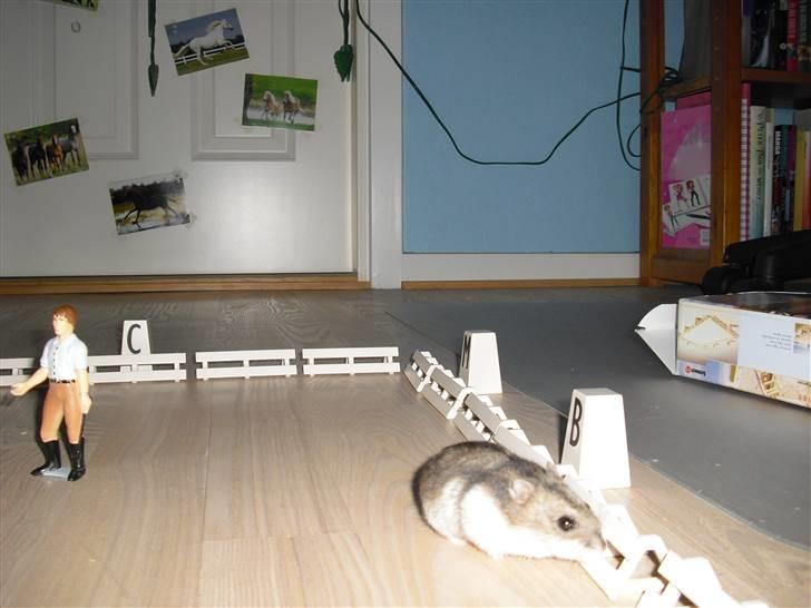 Dværghamster Tot<3 - Dressurhamster med underviser og det hele xD billede 14