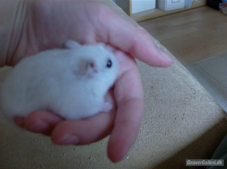 Hamster Sneboldt "HIMMEL HAMSTER" billede 9