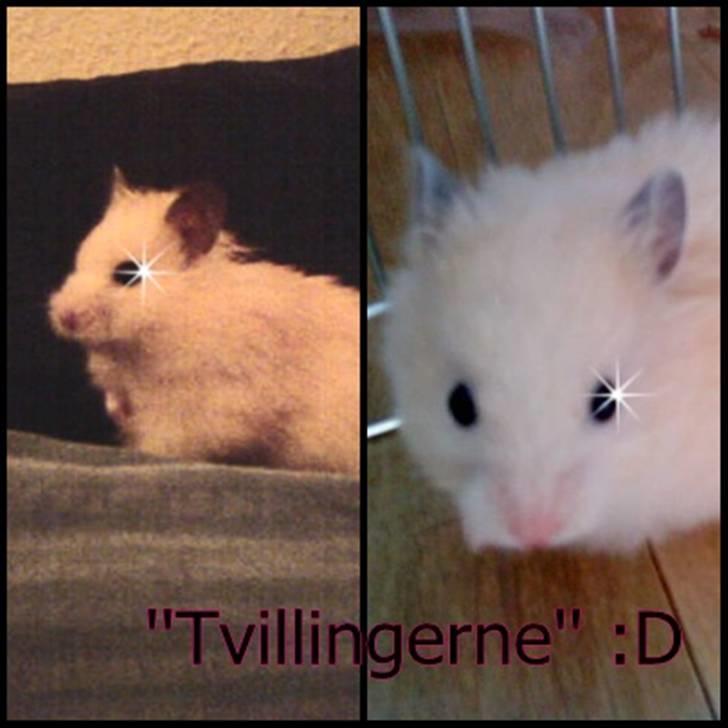 Hamster Rofus (langhåret) billede 14