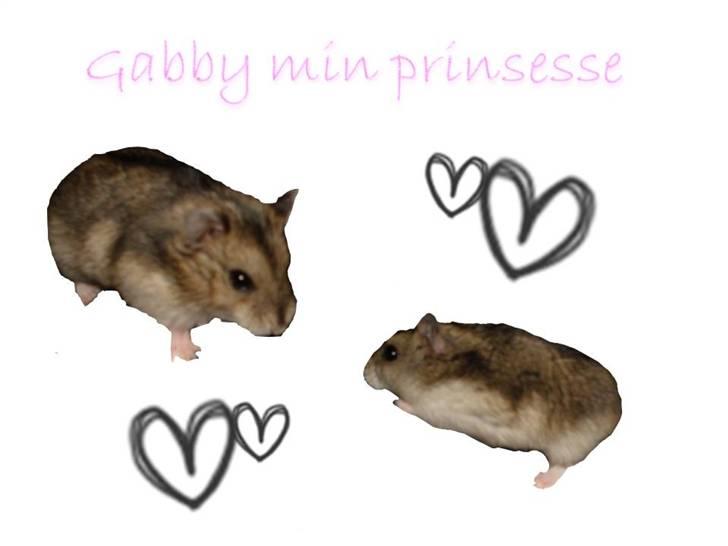 Dværghamster Gabby - prinsesse ? billede 2