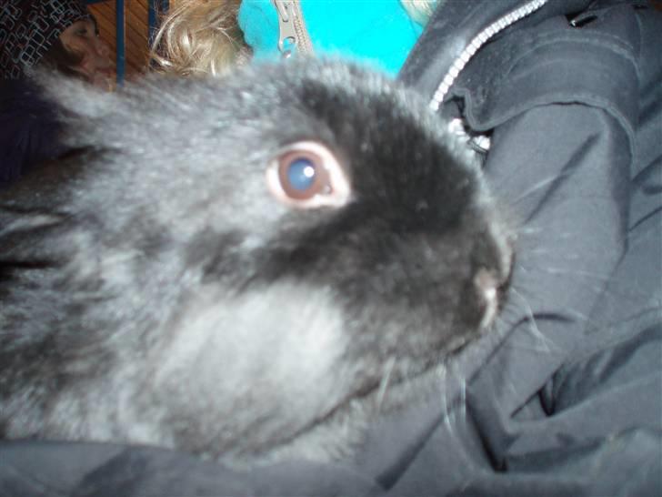 Kanin Snuske - uha se mig billede 4